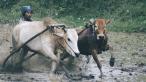 Kravy sa počas Pacu Jawi často nedajú ovládať