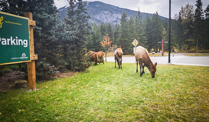 Divočina v Banff-e :)